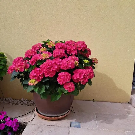 Navigantes Superior Zadar