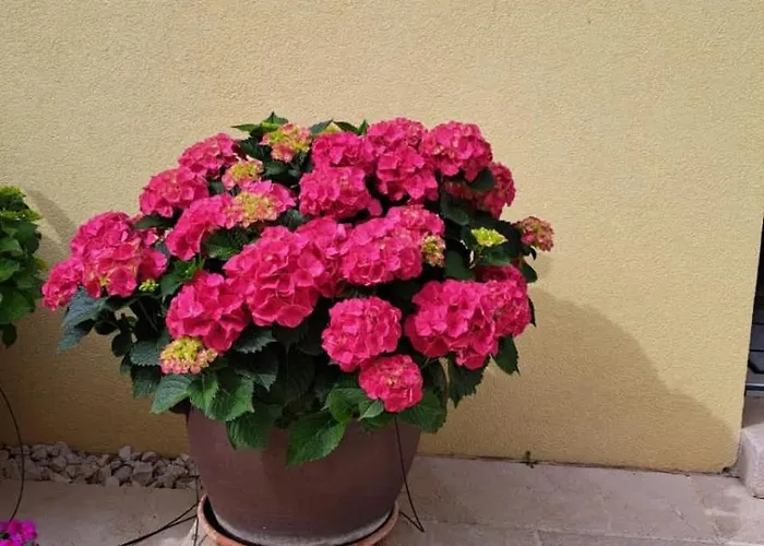 Navigantes Superior Zára