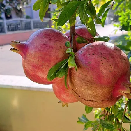 Navigantes Superior Apartment Zadar