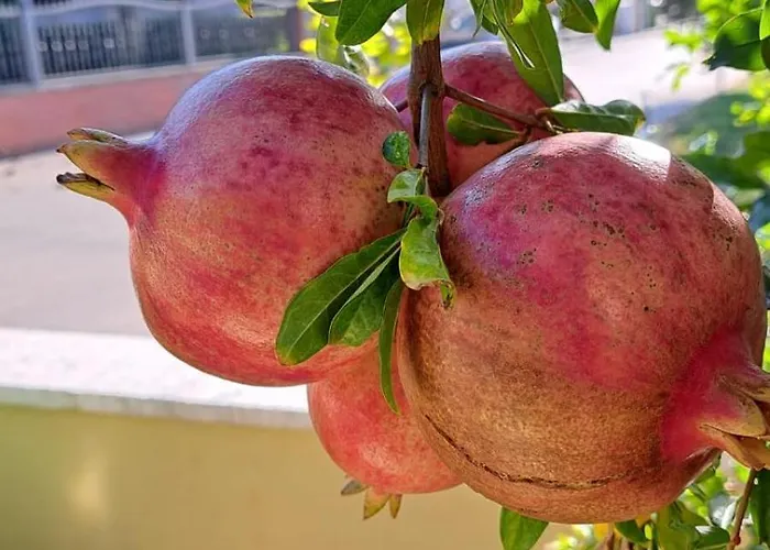 Navigantes Superior アパート ザダル