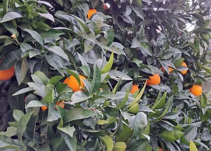 Navigantes Superior *